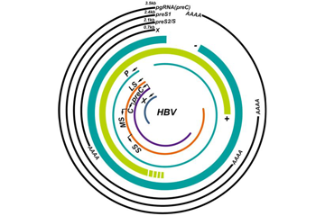 Science新研究追溯乙肝病毒从史前到现在的进化过程