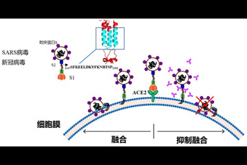 高度保守新冠病毒多肽将提供通用疫苗研发思路