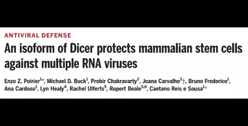 Science亮点 | Dicer新亚型大战RNA病毒：抗病毒新靶点