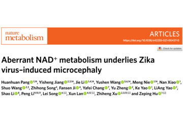 胡泽平组揭示Zika病毒感染所致小头症的NAD+代谢重编程及潜在治疗策略
